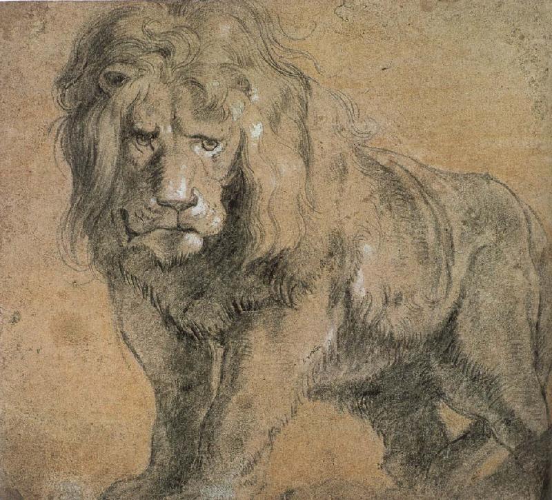 Peter Paul Rubens Standing lion oil painting picture